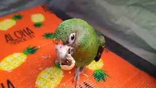 落花生を愉しむ🦜　ズアカハネナガインコ　太郎ちゃん🦜