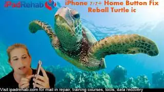 iPhone 7 не имеет функции кнопки &laquo;Домой&raquo; &mdash; микросхема черепахи и порванные гибкие перемычки