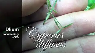 Dwarf umbrella grass (Cyperus diffusus) - part 2