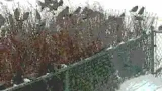 The Dicky Bird Hop