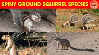 🐿️ Learn Spiny Ground Squirrel Species Names in English for Kids! #kidslearning #animals #squirrel