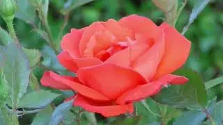 TOP TEN FIORI PIÙ BELLI AL MONDO