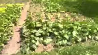 MOV00694