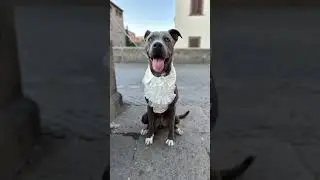 Ariel, la Cagnolina Elegante in Pettorina di Lusso &ndash; Moda Raffinata con Ricci Pet!