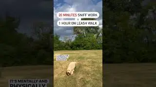 Sniff work, mental stimulation training. Dog training & psychology. #dogtraining #doglover #puppy