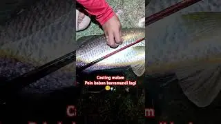 mancing casting malam, poin barramundi #angler #fishing #mancing #mancingliar #mancingmania