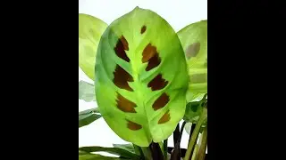 &iquest;QU&Eacute; CUIDADOS REQUIEREN LAS PLANTAS CALATHEAS?