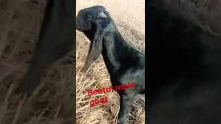 full black 🖤 best quality beetal male goat 🥰 Bhagu farming ( bathinda)✨