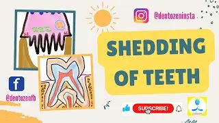 Shedding of Teeth | Pattern of Shedding | Mechanism of Shedding | Clinical aspects of Shedding