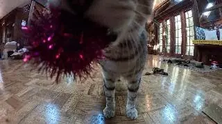 The Cat Who Thought He Was a Dog
