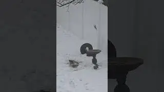 NJ Bird Feeding Cam, Snow Addition 1/4/2026 #birdfeeder