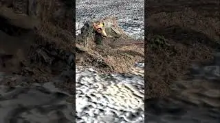 funny fox animation? #funny #fox #animal #vfx #3danimation #wood #shorts
