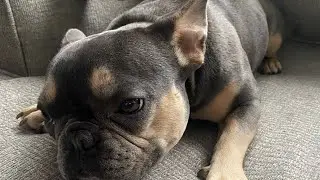 Lady&rsquo;s 1st Pregnancy Journey #frenchie #frenchbulldog #bulldogs #dog #28days