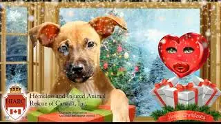 Merry Christmas from HIARC