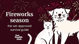 The scariest night for your pet: fireworks survival tips