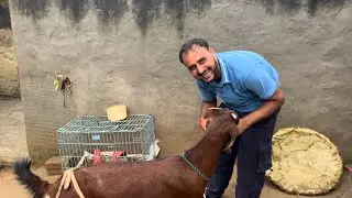 Eve De Mosam Vich Kam Karna Aukha | Kabootaria Ny Duji War Andy Deete😄#punjabpets #punjabivlogs