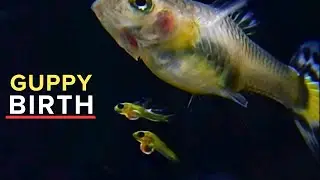 This is How GUPPIES Give Birth!