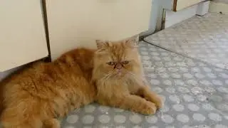 ADVENTURES OF THE FLAT FACE CAT JUNE 2023