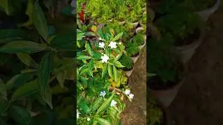 Amazing care of chandi ( Pinwheelflower ) flower plant in all season #plants #gardenplant#garden