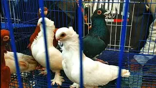 الجزء الرابع💥 من سوق الجمعه بالسيده عائشه 💥👌سوق المتعه❤️ فرجه وأسعار بحارة الغزار🔥👌❤️