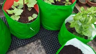 After Added Drain Cells or Drain Matts under Grow Bags...It prevents damaging of the roof.