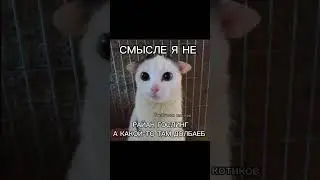 не покупай шаурму. #котики #мем #озвучка