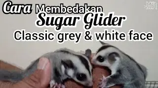 cara mudah membedakan sugar glider classic grey & white face (tutorial)