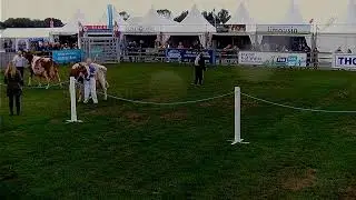 2021 FRIDAY - CH5 - CATTLE RING - AM Programme