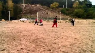 Staffi Schutzhund