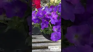 Buy Rare Imported Petunia Flower Seed Online Shopping 🌱 #petunia #plants #flowers #garden