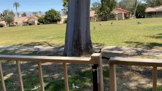 Dog Chases Geese across my Backyard