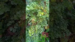 Happiness Plant/ Kalipay| Nature Connected Every Human Being......