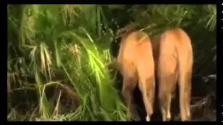 The Lion, the Supreme Power Lions vs Buffalo Special Animal Planet Documentary
