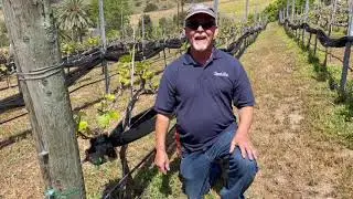 Spring Suckering of Grapevines