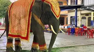 เฝ้าบัวบานนอน Elephant Thailand