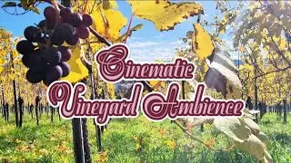 Cinematic Vineyard Ambience🍇🌤️ Sunlit Grapes on the Hill in Germany | Romantic European Countryside 