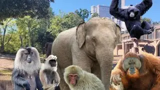 Zoologischer Garten Berlin  ITA Ep 6 : Primati Asiatici ed Elefanti Indiani 