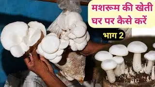 मशरूम की खेती कैसे करें, mushroom ki kheti / ghar par mushroom kaise ugaye in hindi । Part 2