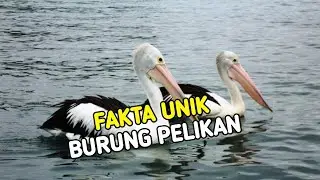BURUNG PELIKAN :HEWAN MENARIK YG HIDUP 30 JUTA TAHUN YANG LALU
