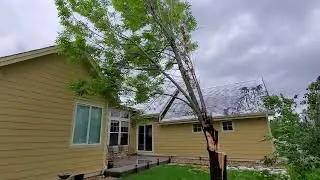 Structural Tree Defect Leads to Failure