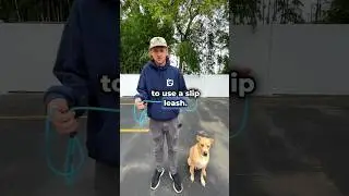Learn slip leash basics with Kurt, our expert trainer at Dan&rsquo;s Pet Care 🦮 ✅