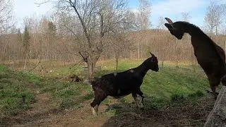 Goats' First Spring Day Out On Pasture