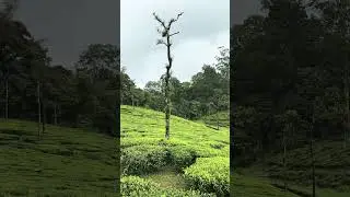Valparai Tea Estate Sholayar Forest #valparai #sholayar #arrahman #music #love #teaestate #tamilnadu