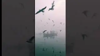 Raven attack!Brid attack and Falyng!#viral #shortvideo #shorts