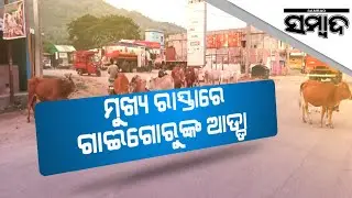 Cows Roam among People on the Streets of Malkangiri | Sambad