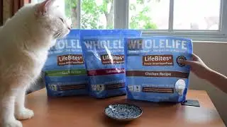WHOLE LIFE CAT FOOD & TREATS REVIEW || Choops Tries it