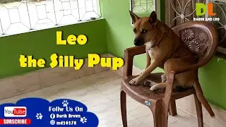 Leo the Silly Pup