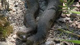 Police Caught Two Headed Snake in Train