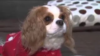 D Pet Hotels Hollywood on Sophy's Choice - KTLA News
