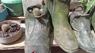 Aqui de tudo vira vaso um tour pelo meus cactos um feliz ano novo para todos e na santa paz de Deus 